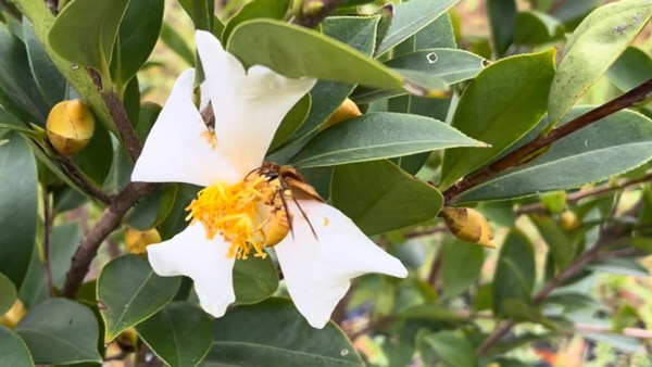 油茶是茶籽樹(shù)，屬于茶科植物，因?yàn)槠浞N子能夠榨取茶油食用得名